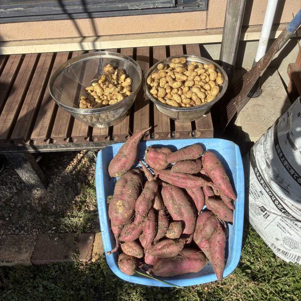 🍠11月3日(文化の日)芋掘り&落花生収穫!