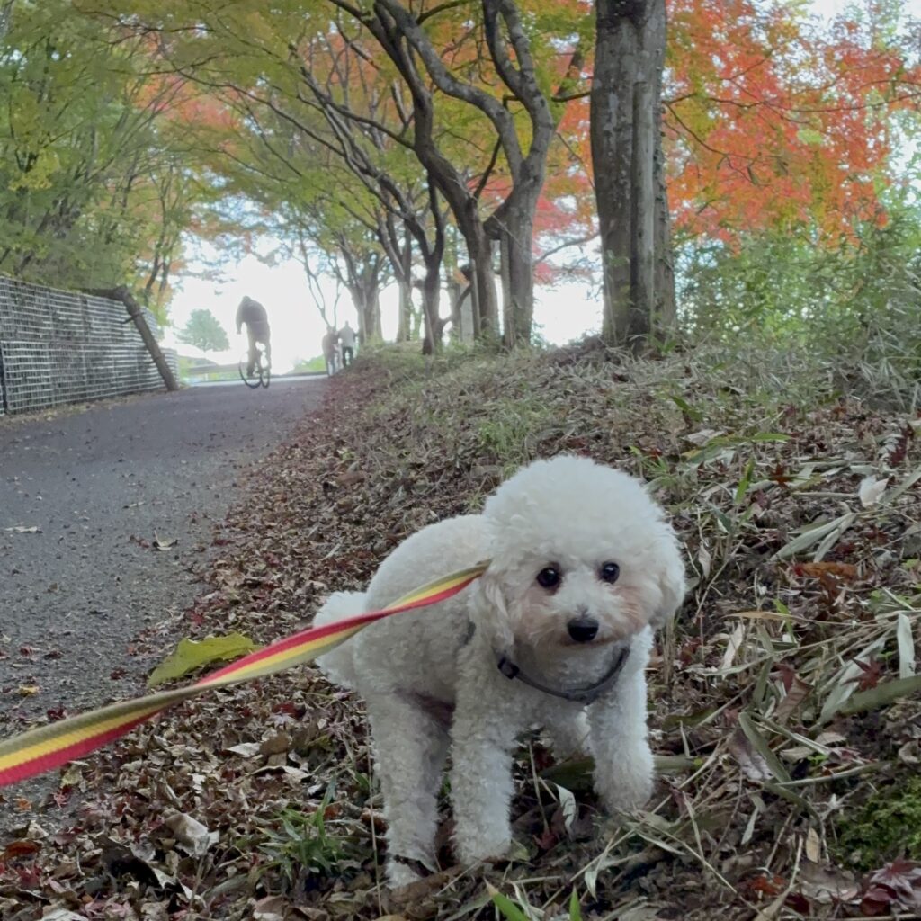 🍁少し遅めの投稿ですが…紅葉を観に行ってきました🍁